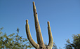 Saguaro