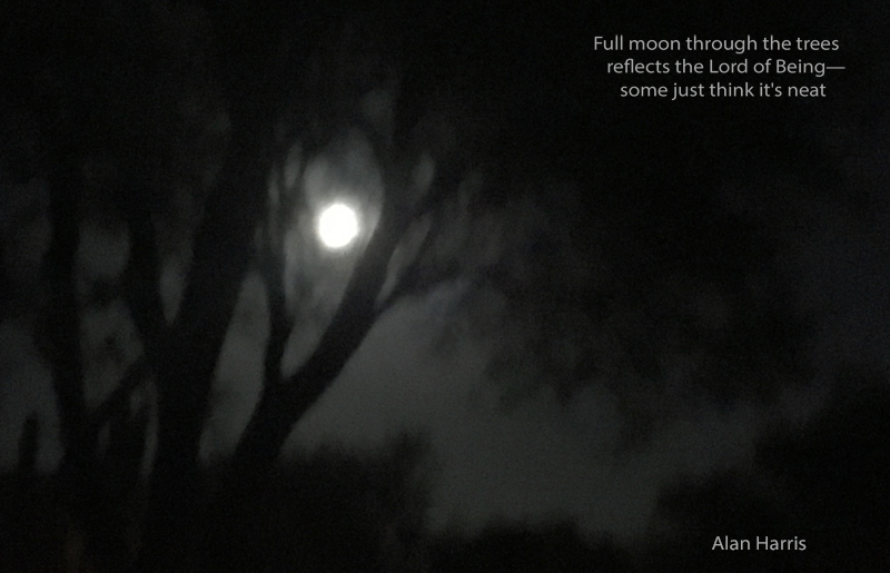 haiga, full moon through the trees